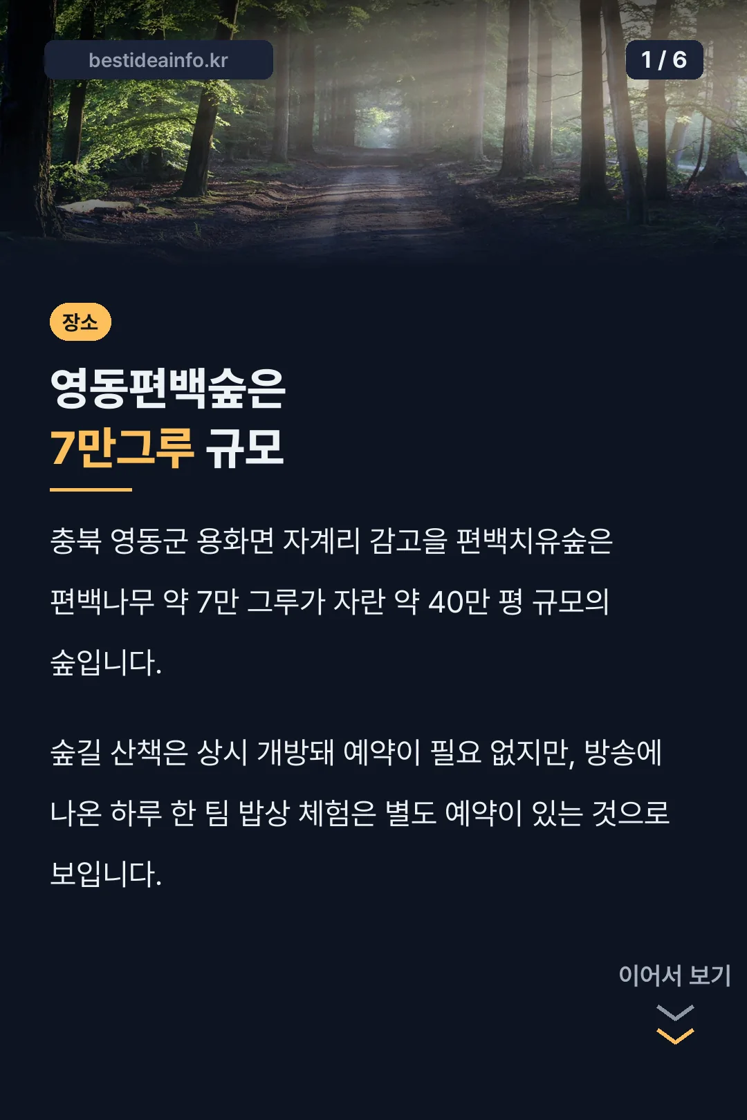 영동편백숲은 7만그루 규모