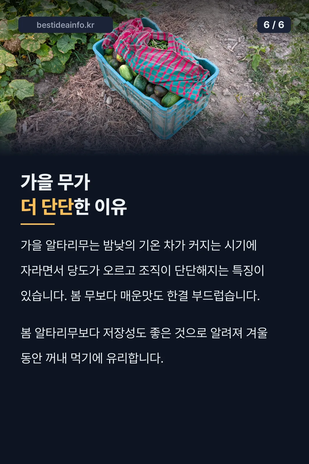 가을 무가 더 단단한 이유